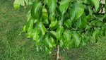 2022-05 Birnenbaum Braune Flecken 01.jpg