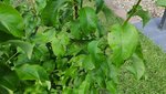 2022-05 Birnenbaum Braune Flecken 02.jpg
