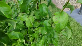 2022-05 Birnenbaum Braune Flecken 02.webp