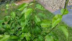 2022-05 Birnenbaum Braune Flecken 03.jpg