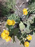 IMG_20220528_171350.jpg