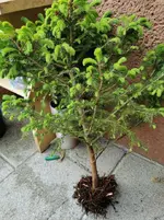 IMG_20210529_100429.webp