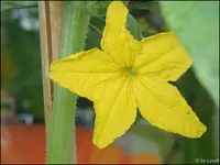 c065.webp