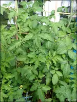 c068.webp