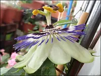 c071.webp
