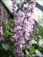 c072.webp