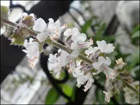 c073.webp