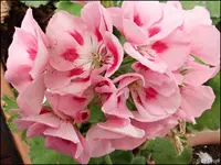 c074.webp