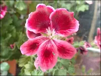 c076.webp