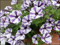 c077.webp