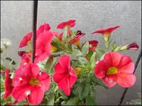 c078.webp