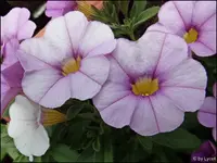 c079.webp