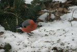 IMG_3854.jpg