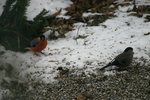 IMG_3856.jpg