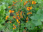 DSC02412.JPG