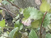 14 (2).webp