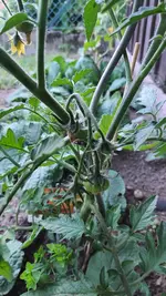 2022-05-30 Tomaten_04.webp
