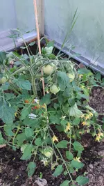 2022-05-30 Tomaten_05.webp