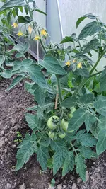 2022-05-30 Tomaten_06.webp
