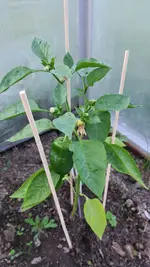 2022-05-30 Tomaten_07.webp