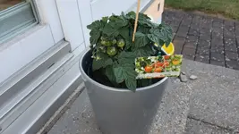 2022-05-30 Tomaten_08.webp