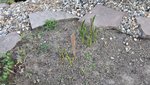 2022-05-30 Gartenfotos_1.jpg
