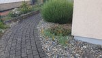 2022-05-30 Gartenfotos_2.jpg