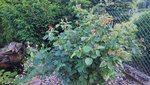2022-05-30 Gartenfotos_3.jpg