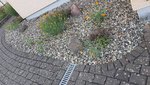 2022-05-30 Gartenfotos_6.jpg