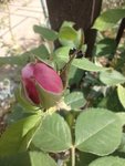 IMG_20220531_104627.jpg
