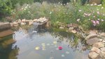 3.Teich.jpg