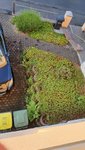 2022-05-30 Schotterflächen im Garten01.jpg