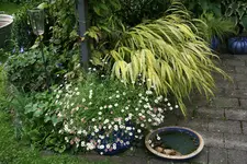 Rosentempel    1421.webp