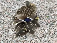 IMG_20220527_172237_3.webp IMG_20220527_172237_3.webp