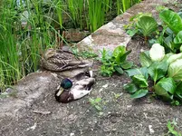 IMG_20220527_122855.webp IMG_20220527_122855.webp