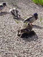 IMG_20220527_170540_2.webp IMG_20220527_170540_2.webp