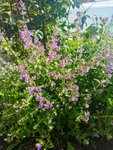 IMG_20220601_081420.jpg