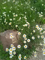 1653539083348.webp