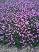 1653539440061.webp