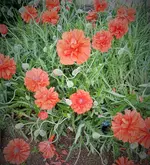 1653539440069 (2).webp