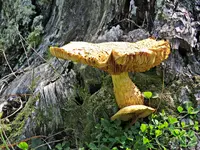 IMG_7098 v (2).webp