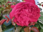 IMG_20220601_105955_3.jpg