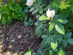 IMG_20220601_105749_2.jpg
