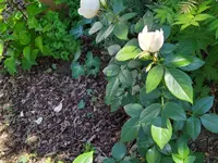 IMG_20220601_105749_2.jpg