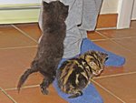 IMG_1737 - Copy.JPG