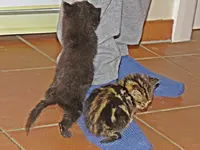 IMG_1737 - Copy.JPG