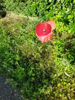 IMG_20220602_085407.webp