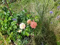 IMG_20220602_110908.webp