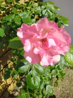 IMG_20220602_085553.webp