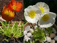 Islandmohn.webp